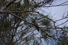 Chrysococcyx lucidus