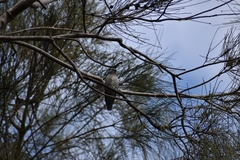 Chrysococcyx lucidus