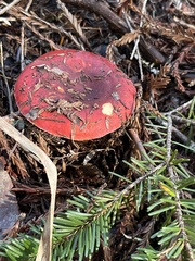 Russula rhodocephala