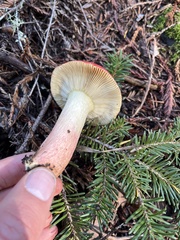 Russula rhodocephala