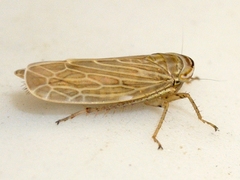 Paramesus major