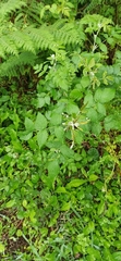 Rubus niveus