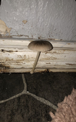 Bolbitius aleuriatus