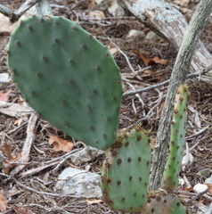 Opuntia gilvescens