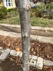 Quercus × warei
