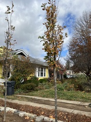 Quercus × warei