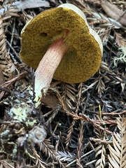 Xerocomellus atropurpureus