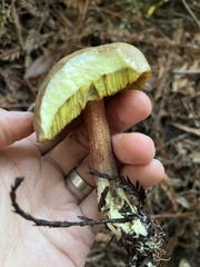 Xerocomellus atropurpureus