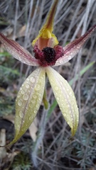 Caladenia macrostylis