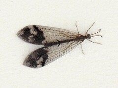 Glenoleon pulchellus