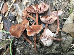 Laccaria trichodermophora