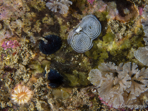 Atalodoris pictoni