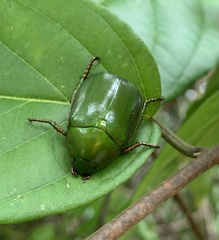Anomala cupripes