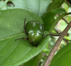 Anomala cupripes