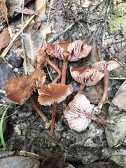 Laccaria trichodermophora