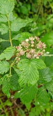 Rubus niveus