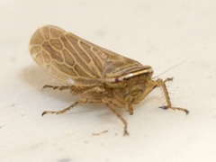 Paramesus major