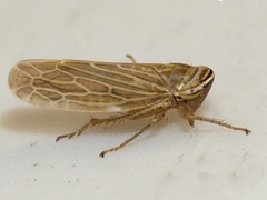 Paramesus major
