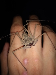 Paraphrynus raptator