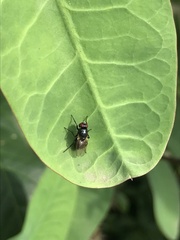 Azeliinae