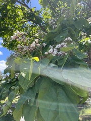 Catalpa bignonioides