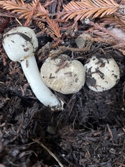 Agaricus californicus