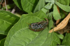 Melanoplus thomasi