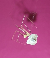 Physocyclus globosus