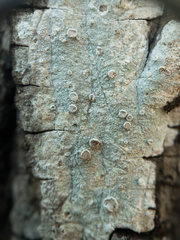 Lecanora