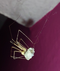 Physocyclus globosus