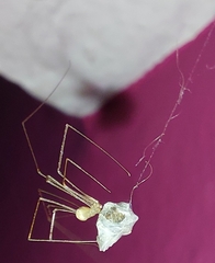 Physocyclus globosus