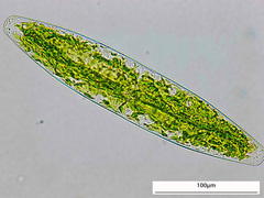 Mesotaeniaceae