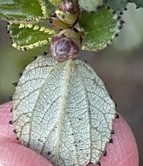 Ceanothus tomentosus olivaceus