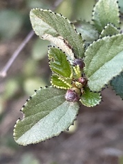 Ceanothus tomentosus olivaceus