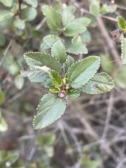 Ceanothus tomentosus olivaceus