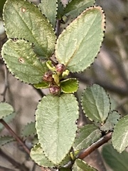 Ceanothus tomentosus olivaceus