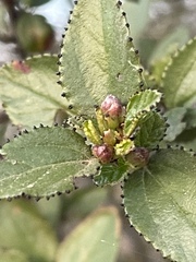 Ceanothus tomentosus olivaceus