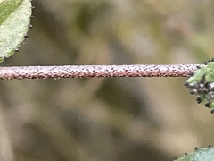 Ceanothus tomentosus olivaceus
