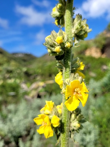 Verbascum virgatum image