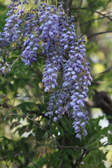 Wisteria sinensis