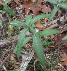 Wedelia hispida