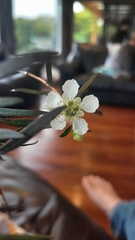 Leptospermum