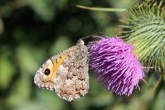 Hipparchia aristaeus