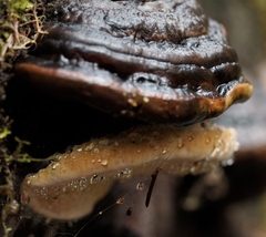 Fomitopsis ochracea