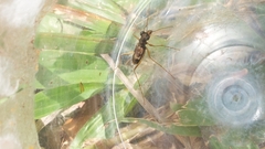 Distipsidera