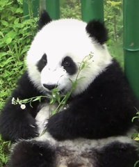 Ailuropoda melanoleuca