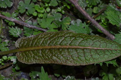 Rumex flexuosus