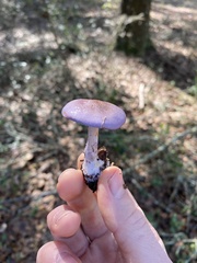 Cortinarius iodes