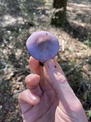 Cortinarius iodes