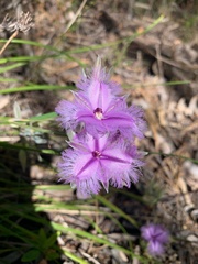 Thysanotus